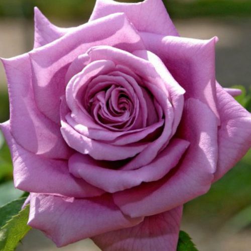 Rosen Online Gärtnerei - teehybriden-edelrosen - violett - Rosa Mamy Blue™ - stark duftend - Georges Delbard - Blasslila, intensiv duftende Sorte mit gorßen, haltbaren Blüten.